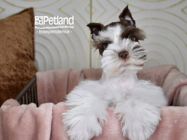 Miniature Schnauzer Dog Male Chocolate & White 5574 Petland Independence, Missouri