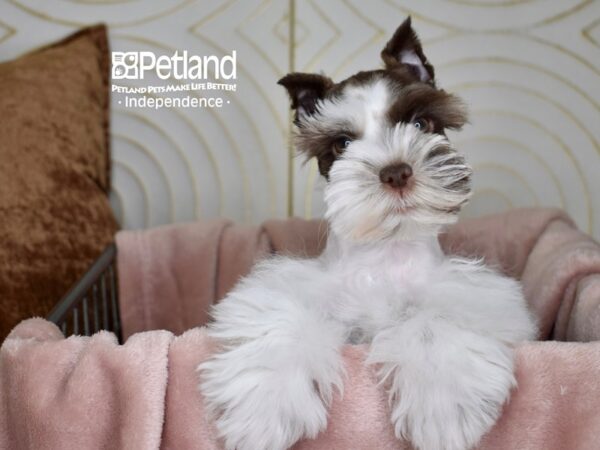 Miniature Schnauzer-Dog-Male-Chocolate & White-5574-Petland Independence & Lee's Summit, MO