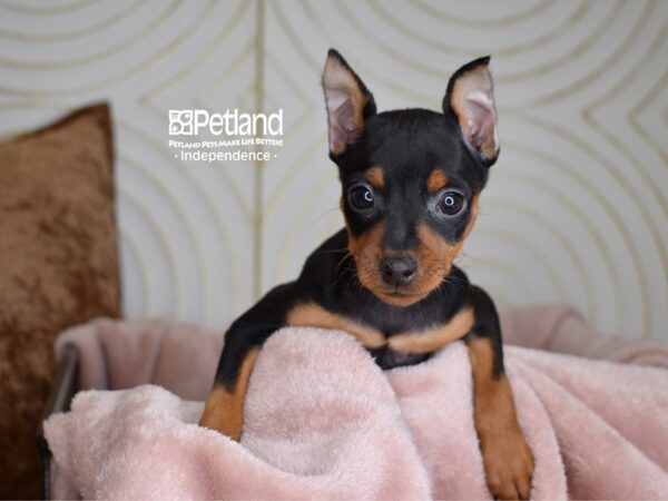 Miniature Pinscher-Dog-Female-black and tan-5567-Petland Independence & Lee's Summit, MO