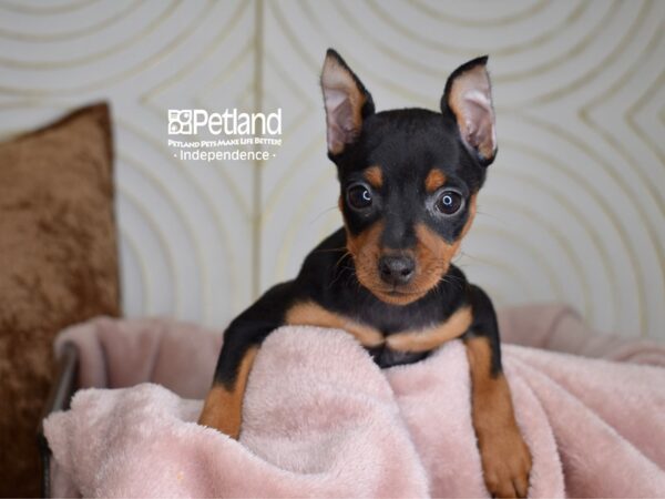 Miniature Pinscher Dog Female black and tan 5567 Petland Independence, Missouri