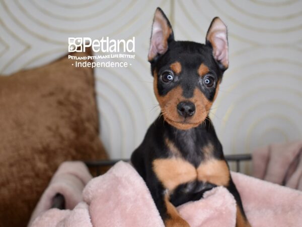 Miniature Pinscher Dog Male black and tan 5565 Petland Independence, Missouri