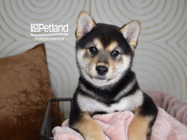 Shiba Inu-Dog-Male-Black & Tan-5564-Petland Independence & Lee's Summit, MO