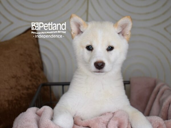 Shiba Inu-Dog-Female-Cream-5563-Petland Independence & Lee's Summit, MO