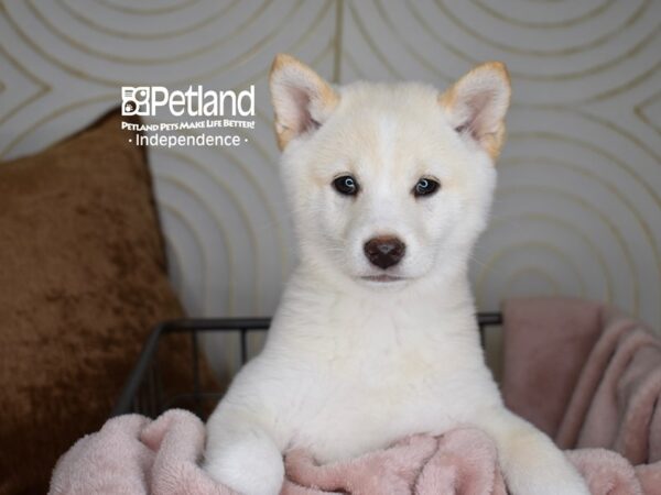 Shiba Inu-Dog-Female-Cream-5563-Petland Independence, Missouri