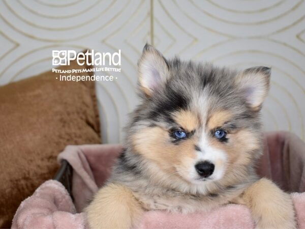 [#5557] Blue Merle Female Pomsky Puppies For Sale