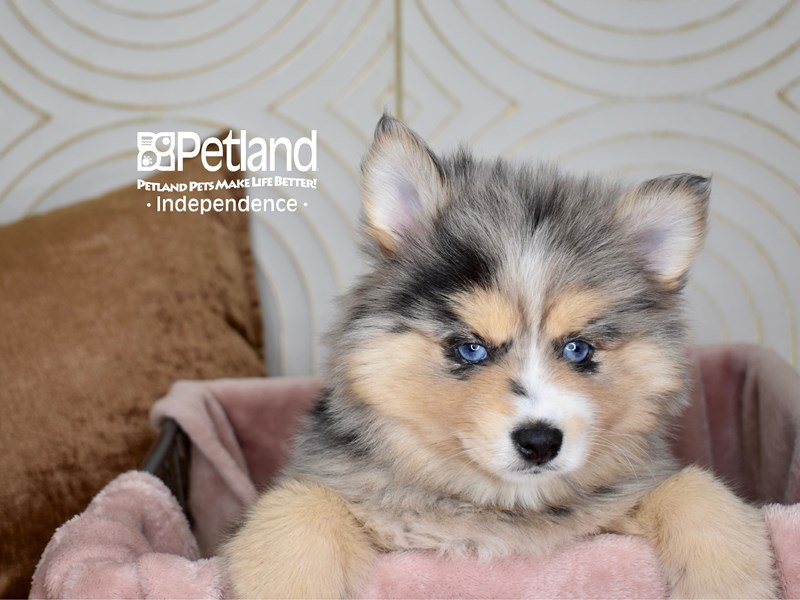 Pomsky - 5557 Image #1