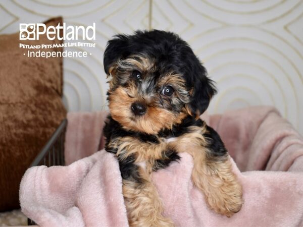 Yorkie Poo Dog Male Black & Tan 5552 Petland Independence, Missouri