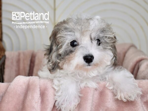 [#5573] Merle & White Female Bichon Poo Puppies For Sale