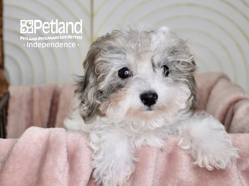 Bichon Poo - 5573 Image #1