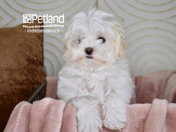 Maltipoo Dog Female White 5547 Petland Independence, Missouri