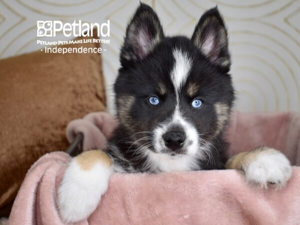 Pomsky Dog Male Tri 5559 Petland Independence, Missouri