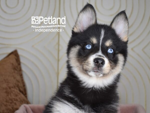 Pomsky Dog Female Tri 5556 Petland Independence, Missouri