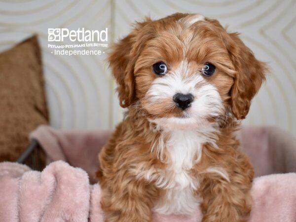 Cavapoo Dog Male Red 5571 Petland Independence, Missouri