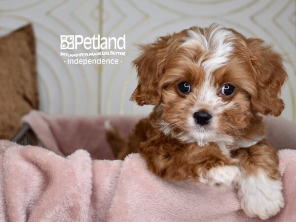 Cavapoo-Dog-Male-Red-5572-Petland Independence, Missouri