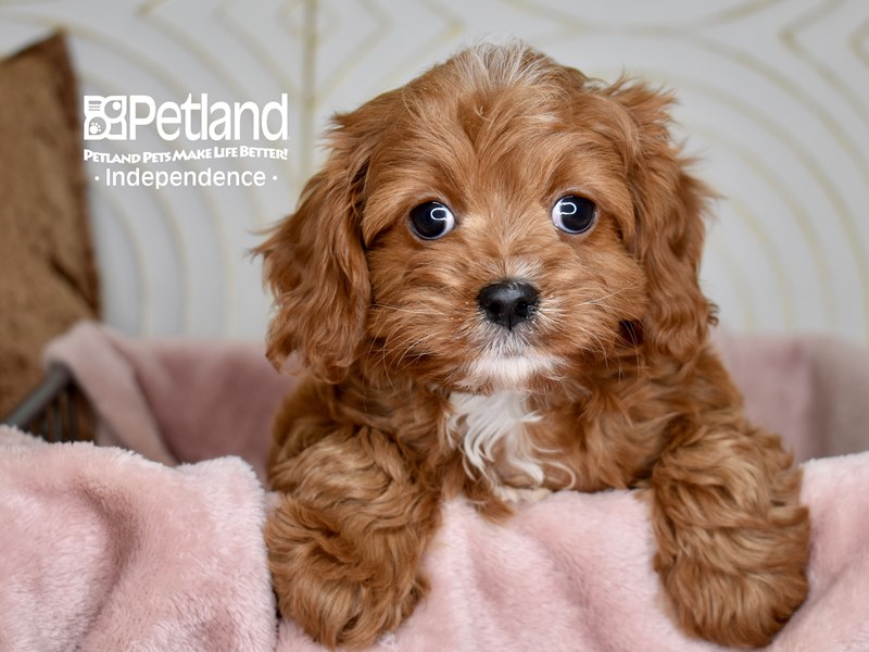Cavapoo - 5570 Image #1