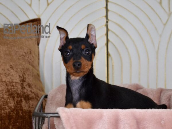 Miniature Pinscher-Dog-Male-black and tan-689-Petland Independence & Lee's Summit, MO