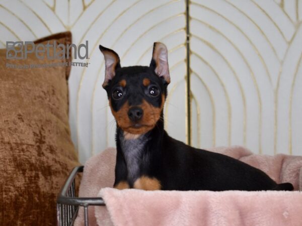 Miniature Pinscher Dog Male black and tan 689 Petland Independence, Missouri