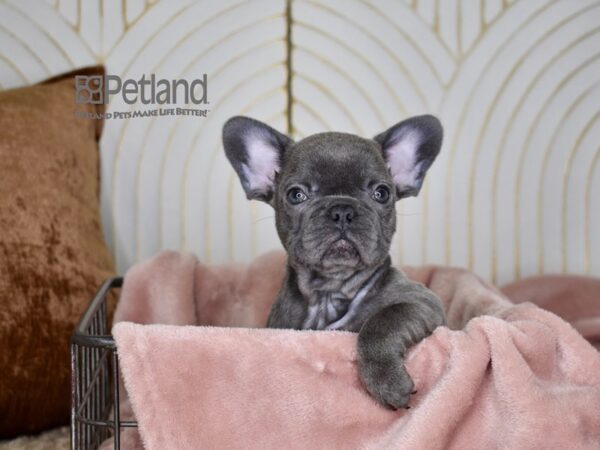 French Bulldog Dog Female Blue 696 Petland Independence, Missouri