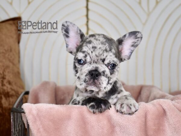 French Bulldog Dog Male Blue Merle 697 Petland Independence, Missouri