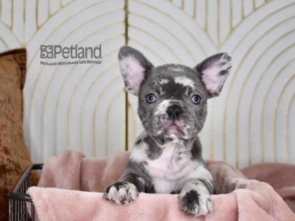 French Bulldog Dog Male Blue Merle 695 Petland Independence, Missouri