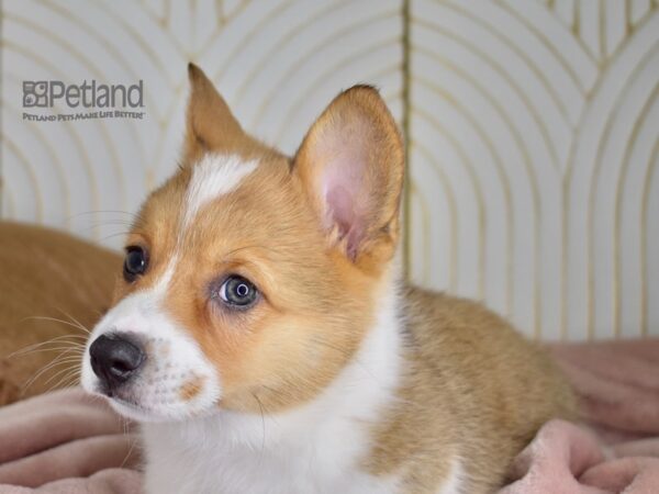 Pembroke Welsh Corgi Dog Male Red White Markings 698 Petland Independence, Missouri