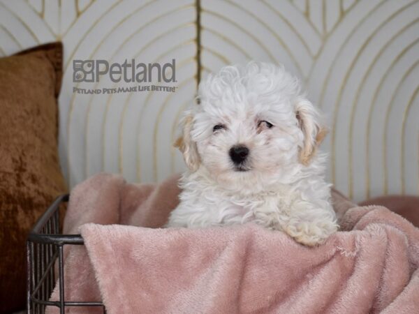 Toy Aussiedoodle Dog Female White Cream on Ears 694 Petland Independence, Missouri