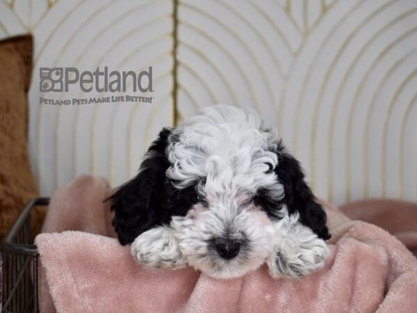 Toy Aussiedoodle Dog Male Black & White 692 Petland Independence, Missouri