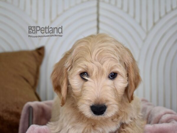 Miniature Goldendoodle Dog Female Golden 702 Petland Independence, Missouri