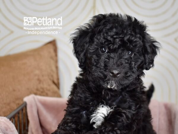 [#5576] Black Female Bichon Poo Puppies For Sale
