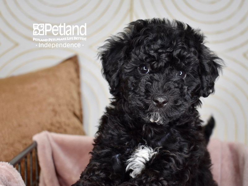 Bichon Poo - 5576 Image #1