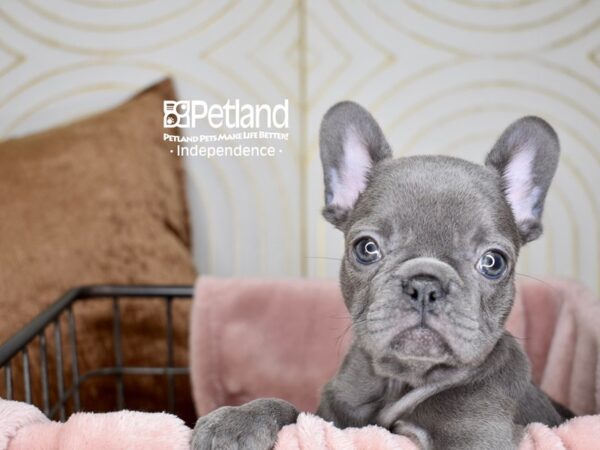 French Bulldog Dog Female BLUE 5581 Petland Independence, Missouri