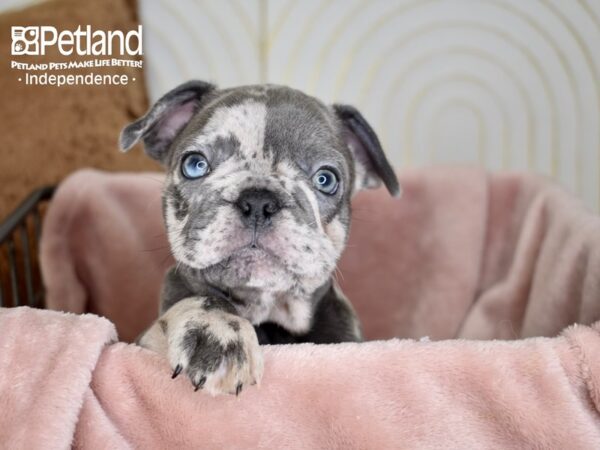 French Bulldog Dog Male Blue Merle 5583 Petland Independence, Missouri