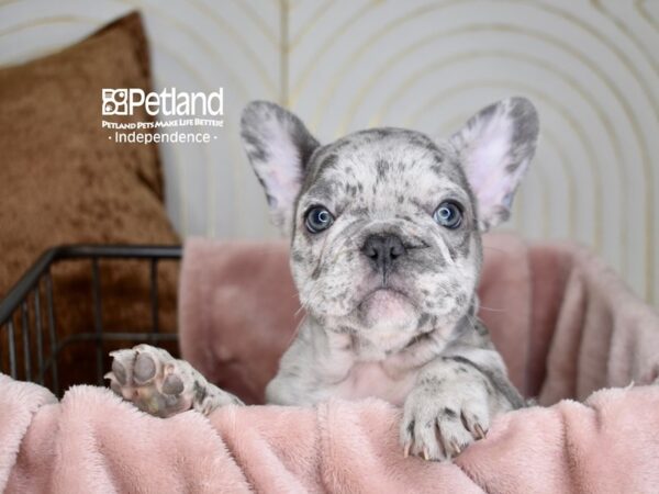 French Bulldog Dog Male Blue Merle 5584 Petland Independence, Missouri