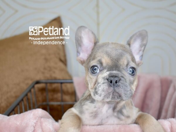 French Bulldog Dog Male Blue Merle 5582 Petland Independence, Missouri