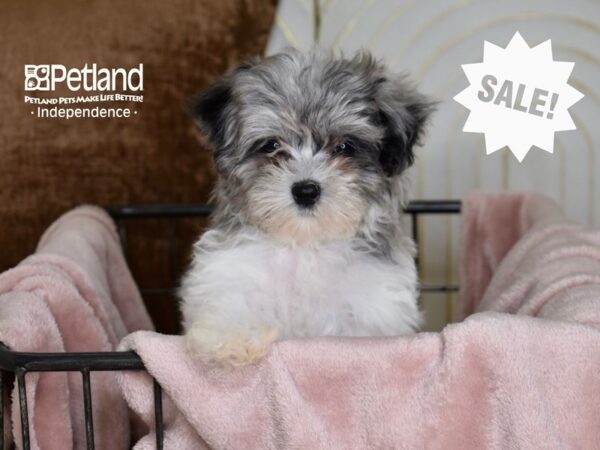 Maltipoo-Dog-Male-Merle & White-5467-Petland Independence, Missouri