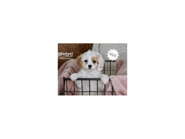 Cavapoo Dog Female Brown & White 5471 Petland Independence, Missouri