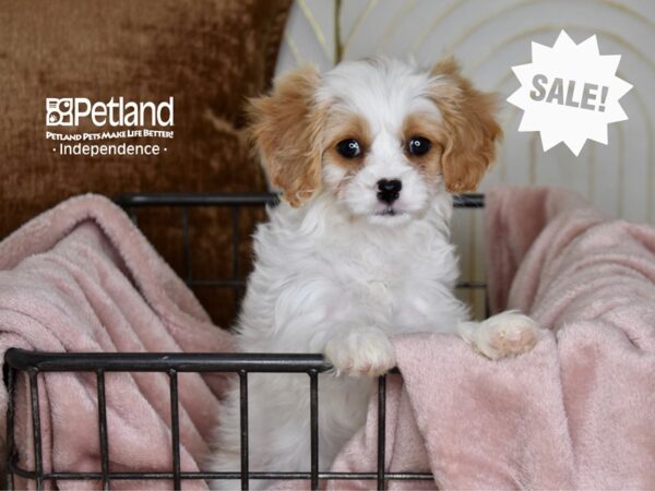 Cavapoo Dog Female Brown & White 5472 Petland Independence, Missouri