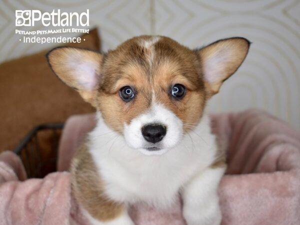 Pembroke Welsh Corgi Dog Female Sable 5588 Petland Independence, Missouri