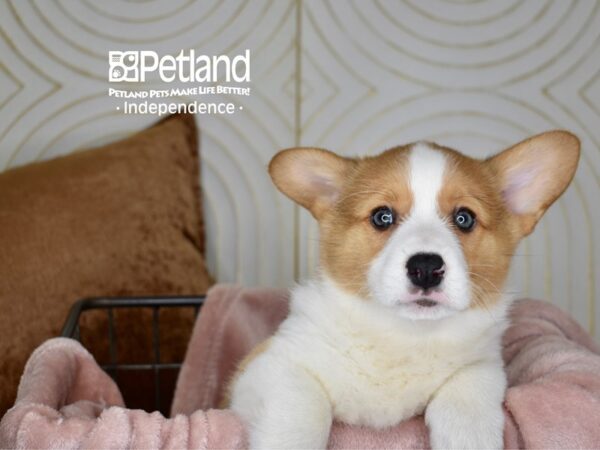 [#5586] Sable Male Pembroke Welsh Corgi Puppies For Sale