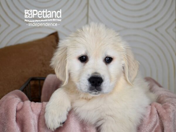 Golden Retriever Dog Male Golden 5592 Petland Independence, Missouri