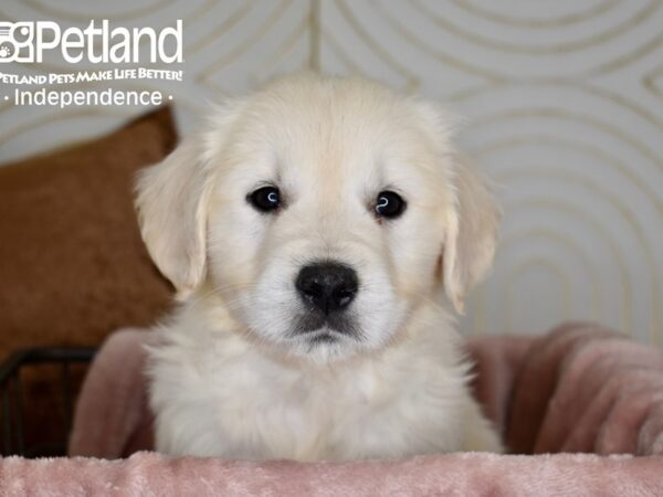 Golden Retriever Dog Female Golden 5590 Petland Independence, Missouri