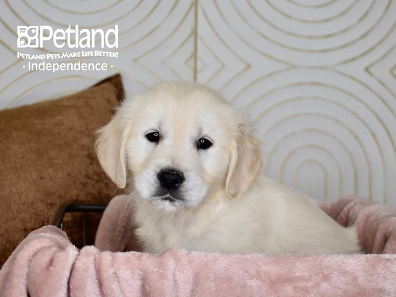 Golden Retriever - 5589 Image #1