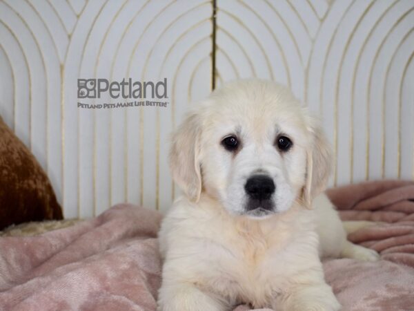 Golden Retriever Dog Male Light Golden 703 Petland Independence, Missouri