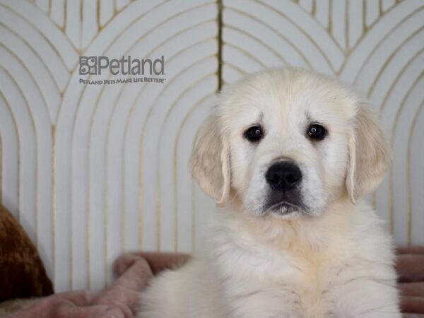 Golden Retriever-Dog-Female-Light Golden-704-Petland Independence & Lee's Summit, MO
