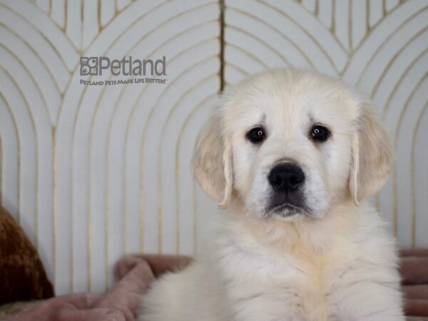 Golden Retriever Dog Female Light Golden 704 Petland Independence, Missouri