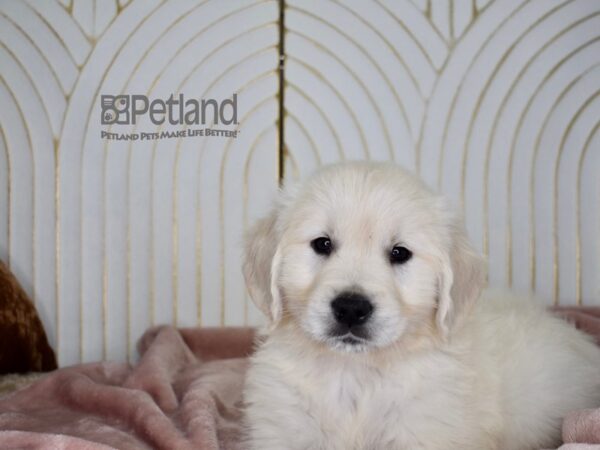 Golden Retriever Dog Male Light Golden 705 Petland Independence, Missouri