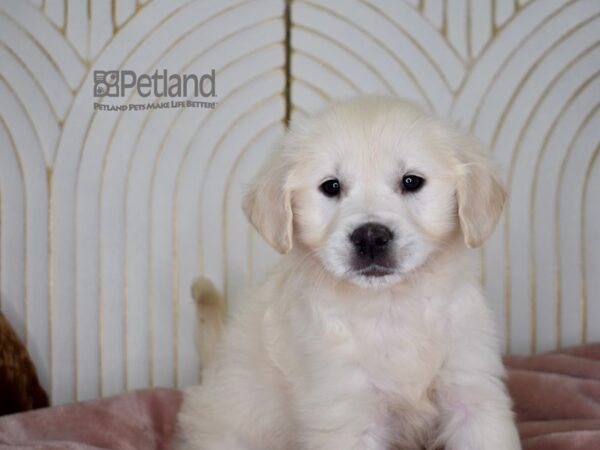 Golden Retriever Dog Female Light Golden 706 Petland Independence, Missouri