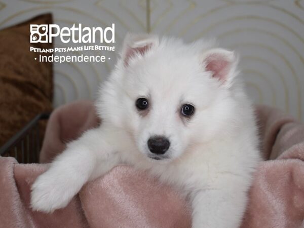 American Eskimo-Dog-Male-White-5599-Petland Independence, Missouri