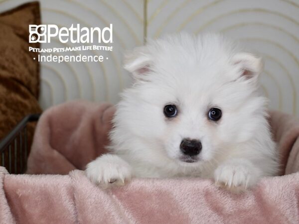 American Eskimo-Dog-Female-White-5602-Petland Independence, Missouri