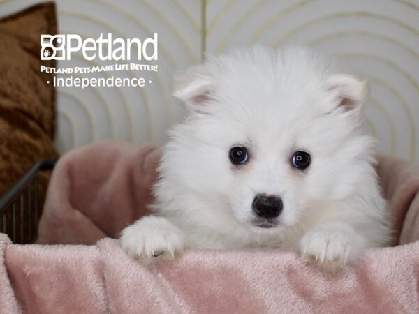 American Eskimo Dog Female White 5602 Petland Independence, Missouri